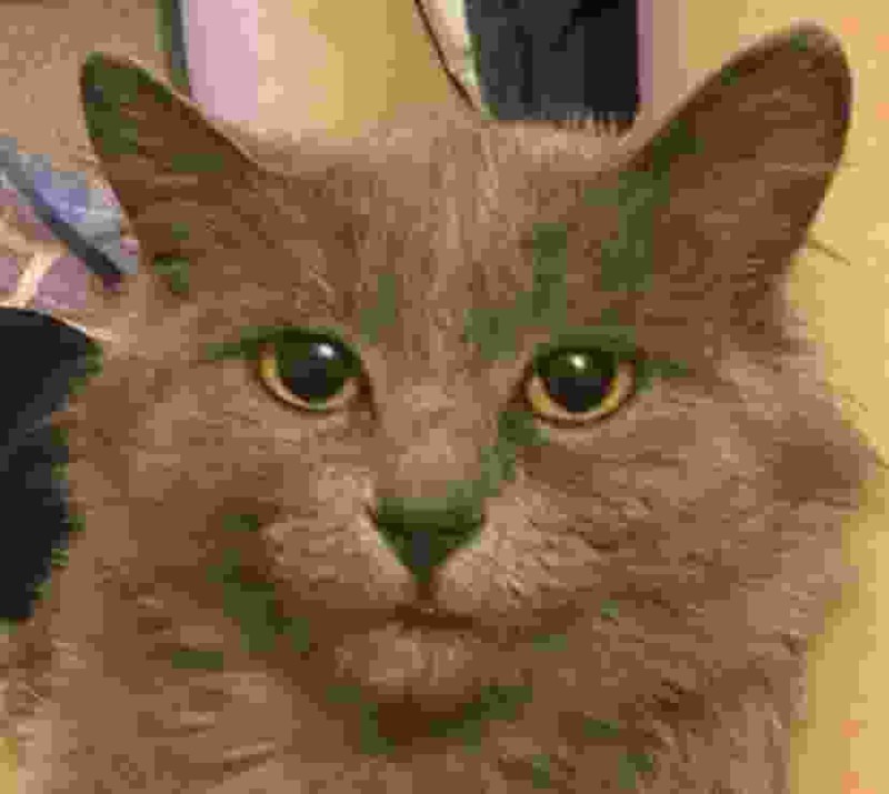 Создать мем: серая кошка, кот с зелеными глазами, коты