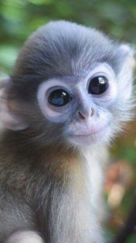 Создать мем: красивая обезьяна, маленькие обезьянки, ушастая мартышка