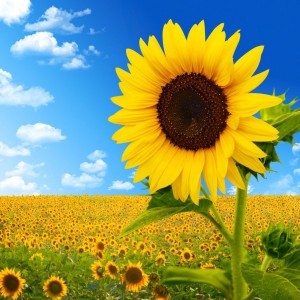 Create meme: sunflower, flowers sunflowers