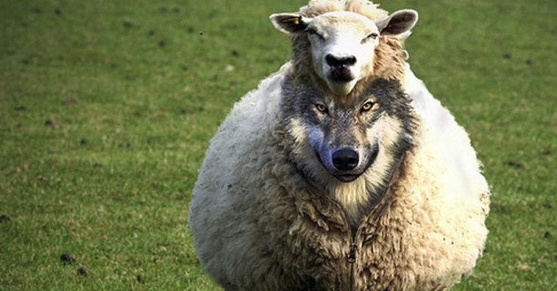 Create meme: a wolf in sheep's clothing , wolf in sheep's clothing photo, wolf and sheep