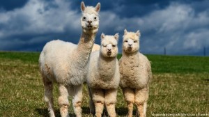 Create meme: Alpaca, cute alpacas