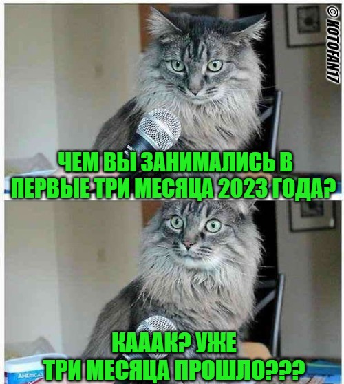 Create meme: cat interview, do you realize that you are a cat, cat 