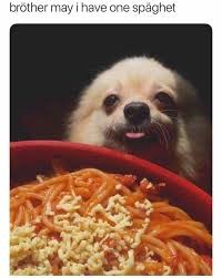 Create meme: dog, doggo, dog begging for food