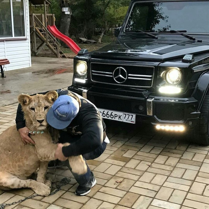 Создать мем: гелик с собакой, лев в тачке, крутые машины