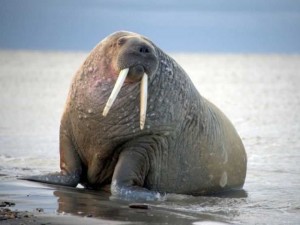 Создать мем: национальный парк русская арктика атлантический морж, морж келич, лаптевский морж