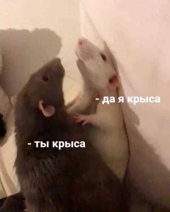Create meme: Yes, I'm a rat, you're a rat I'm a rat