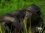 Создать мем: шимпанзе, бонобо спаривание самки, обезьяна