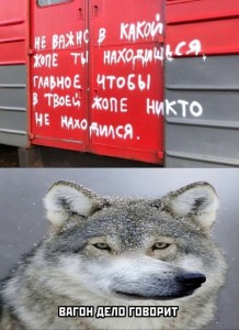 Создать мем: волк, волк волк, мемы волк
