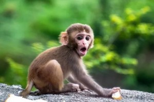 Создать мем: маленькая серая обезьянка, обезьянка смешная, обезьяна