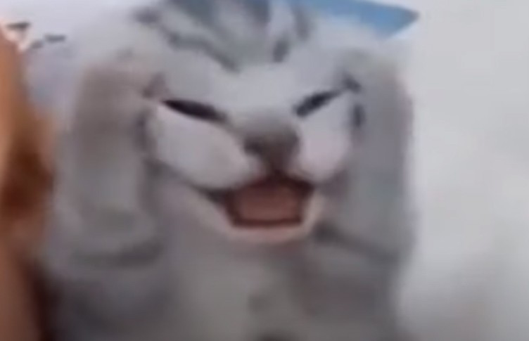 Create meme: meme cat , screaming cat , cat yells meme