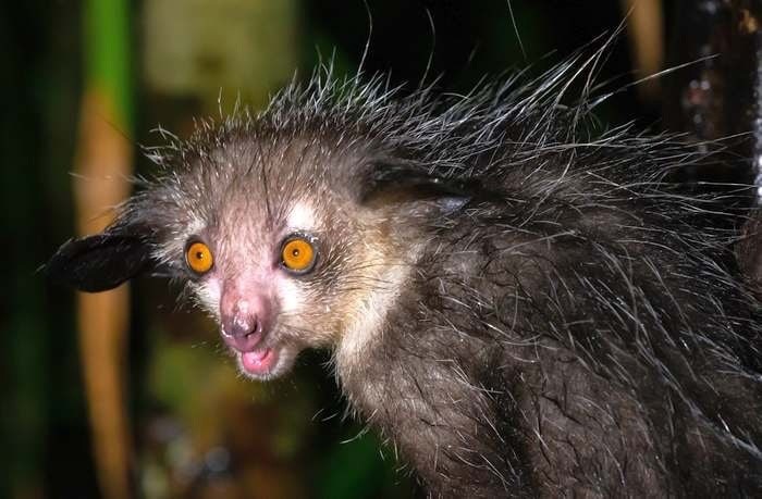 Создать мем: ай ай, мадагаскарская руконожка полуобезьяна, страшное животное в мире