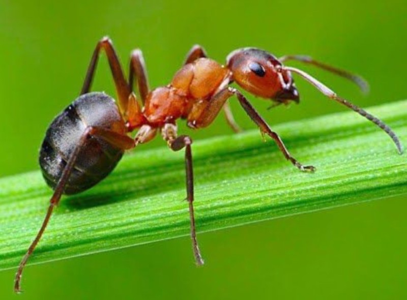 Создать мем: жук муравей, красноголовый муравей, муравей большой