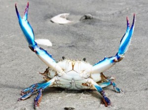 Create meme: crabs, live crab, blue crab