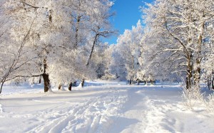 Create meme: winter snow, winter Park, winter