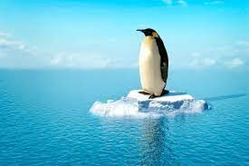 Создать мем: пингвины антарктиды, пингвины в арктике, северный полюс пингвины