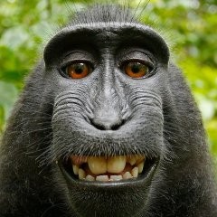 Создать мем: обезьяна, 524×524, 489×627