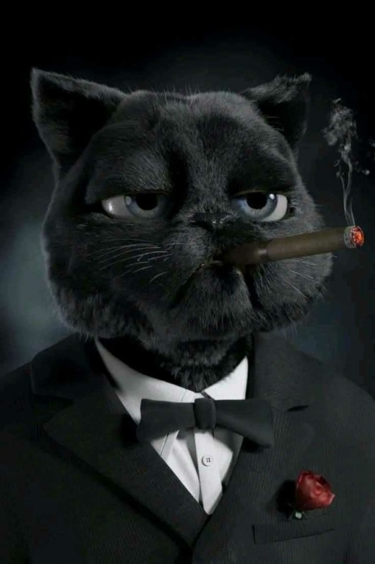 Create meme: gangster cat, the cat's evil grin