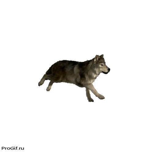 Create meme: animation of the wolf, animated gifs, grey wolf 