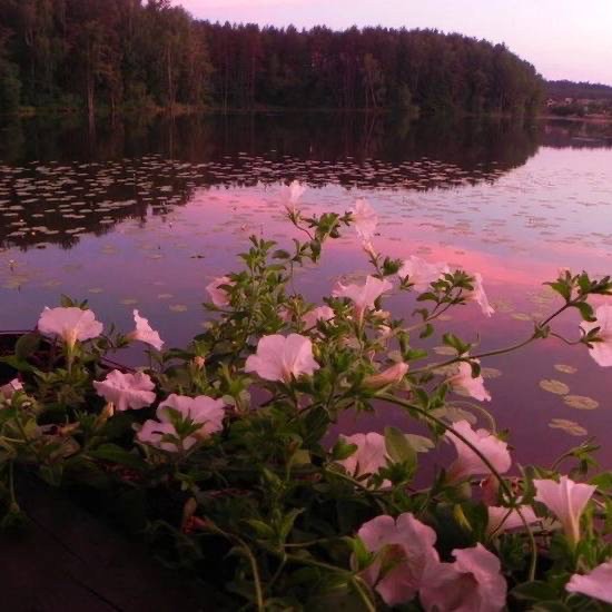 Создать мем: озеро, цветы, озеро закат