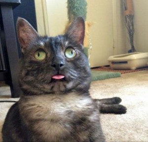 Create meme: funny cats video 1 hour, risovac, memes