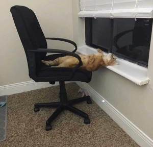 Create meme: cat, cat funny, office cat