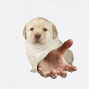 Create meme: Labrador, Retriever puppy, Labrador Retriever