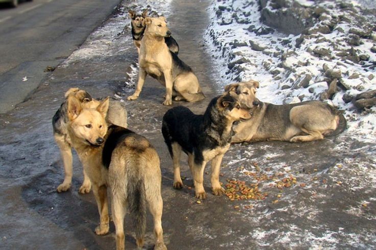 Создать мем: безнадзорные животные, отлов бродячих собак, бездомная собака