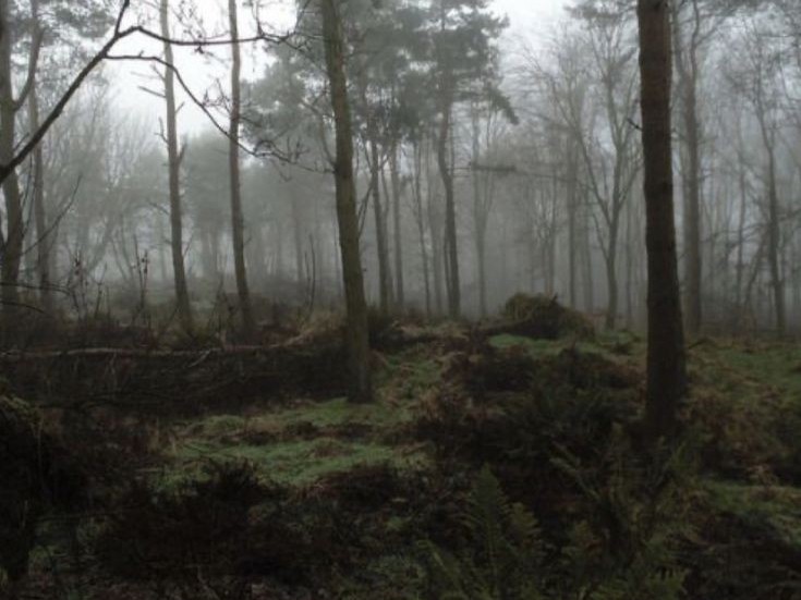 Create meme: the forest thicket, forest landscape, forest fog