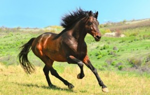 Создать мем: животные лошади, скачать картинки самые красивые лошади фото бесплатно, мустанги дикие лошади