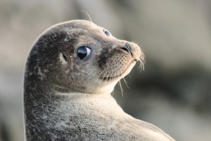Создать мем: астраханский тюлень, обыкновенный тюлень, морской котик тюлень нерпа