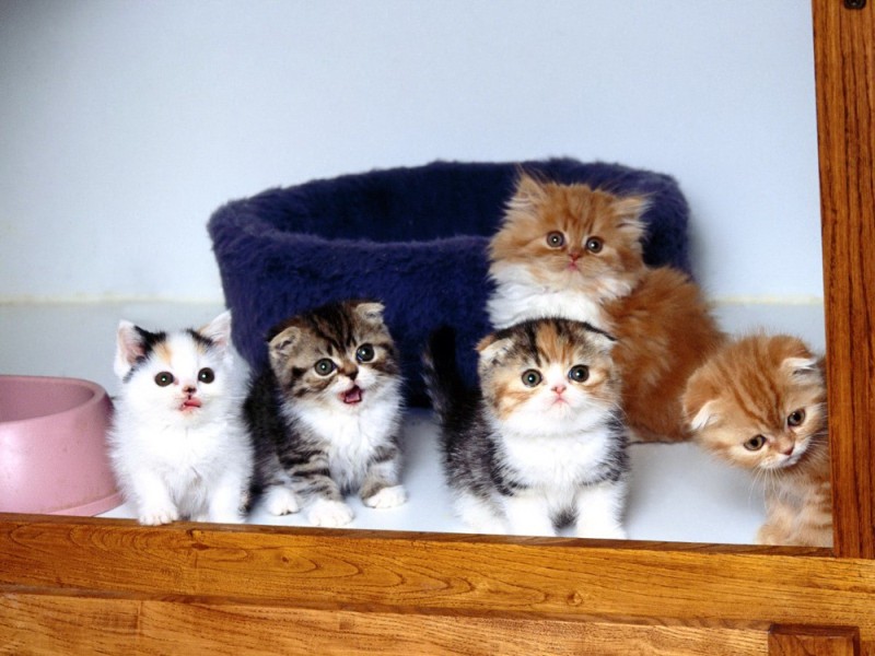 Create meme: lots of cute cats, kittens Scottish, fluffy kitten