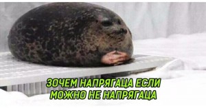 Создать мем: ленивый тюлень, тюлень ждет, мемы с тюленями