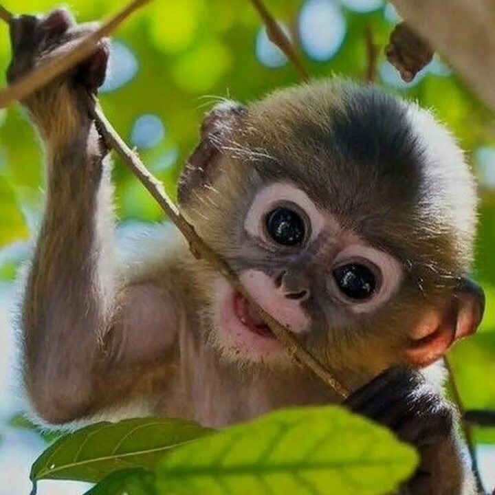 Создать мем: смешные обезьянки, красивая обезьянка, милые обезьяны
