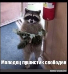 Создать мем: енот спас котенка, кошка, енот полоскун