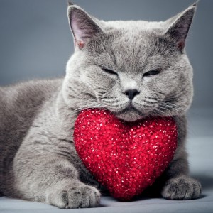 Создать мем: котенок с сердечком, сердечко милое, кот с сердечками