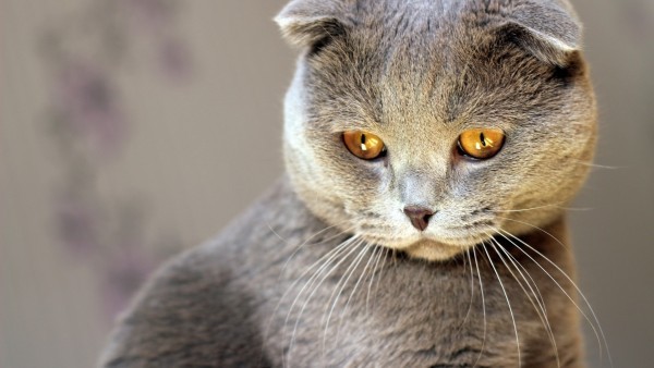 Create meme: lop-eared , Scottish fold cat grey, scottish fold cat strike