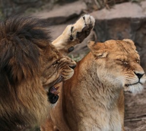 Создать мем: лев детеныш, животные, lioness