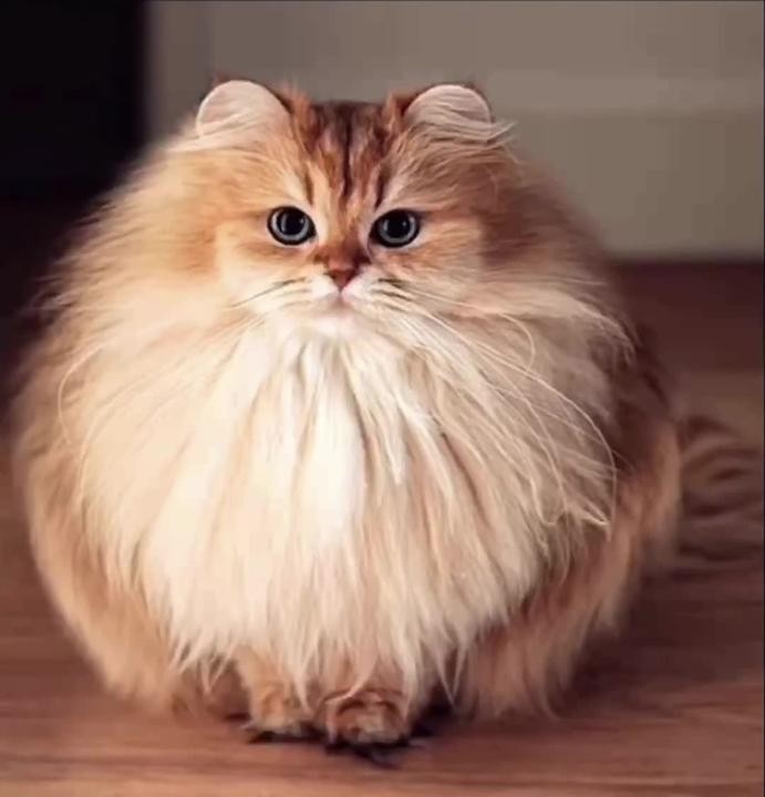 Создать мем: длинношерстные кошки, британский длинношерстный кот смузи, персидская кошка