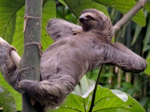 Create meme: animal sloth, vacation, sloth
