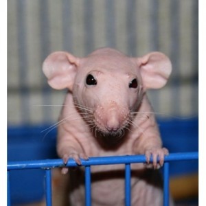 Создать мем: крыса 18 кг, лысая крыса, лысая крыса сфинкс