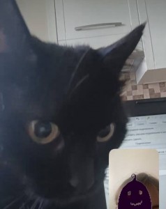 Create meme: cat, cat black, cat