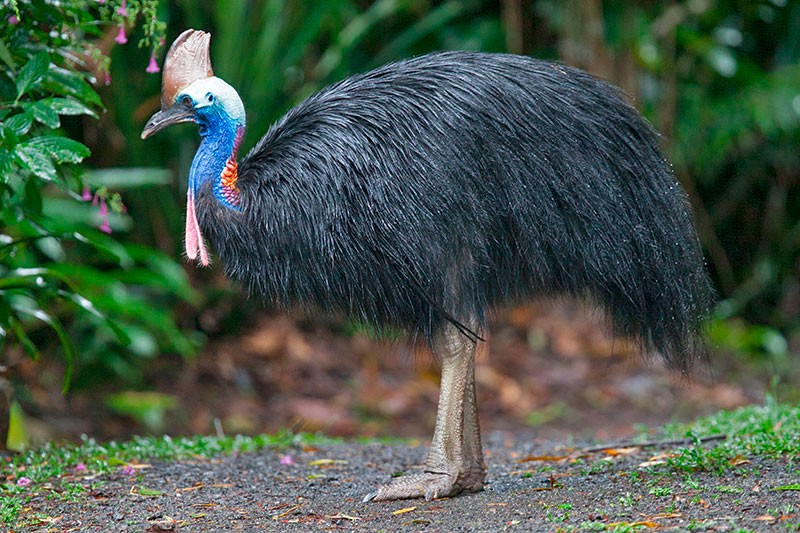 Create meme: common cassowary, cassowary, cassowary - like