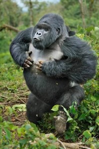 Создать мем: пьяная горилла, горилла бьет себя, Silverback Gorilla