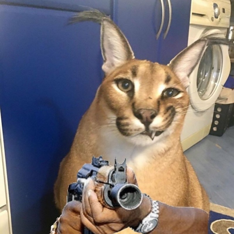 Create meme: Caracal, slap the russian cat caracal, slap caracal