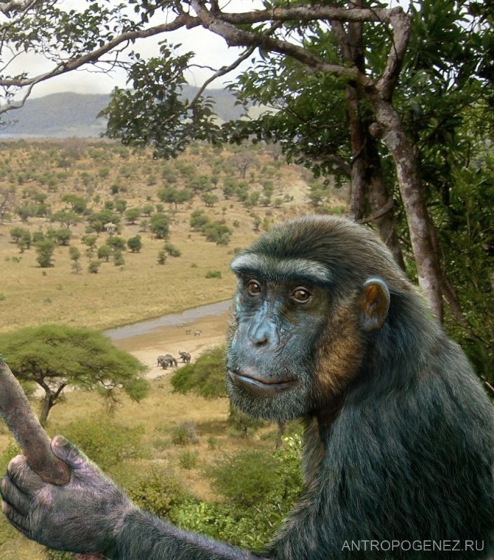 Create meme: centuries, background with monkeys, hominids