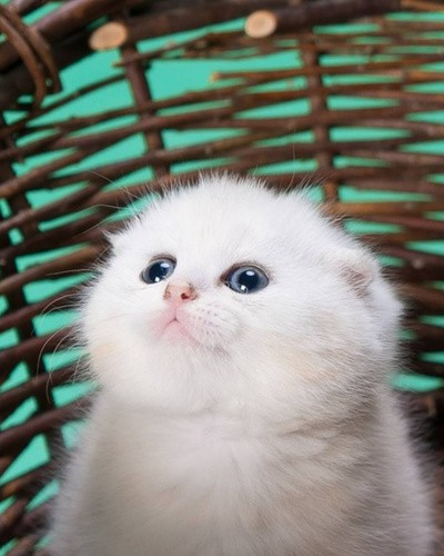 Создать мем: вислоухий кот белый, котята шотландские, вислоухий котенок
