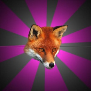 Create meme: fox face, lis, red fox