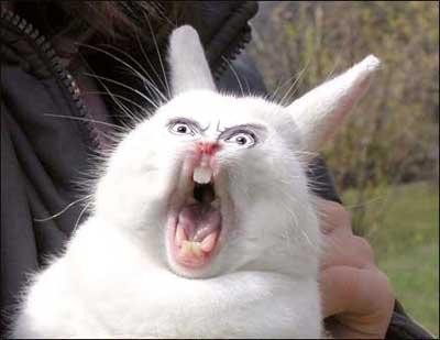 Create meme: screaming hare , the screaming rabbit, The hare is yawning