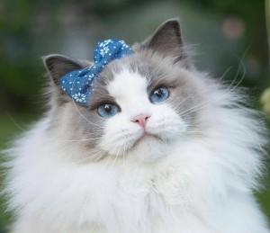 Create meme: Aurora cat ragdoll, cat Princess, cat breed ragdoll