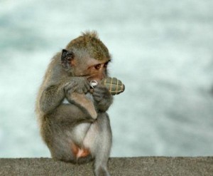 Create meme: A monkey with a grenade